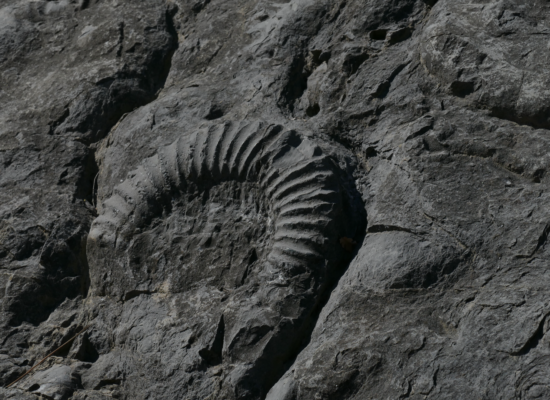 Der Berg ist größer als Euer Haus. Ich schicke Dir hier zwei Fotos von dem Berg, bzw. der Felswand, und noch einige Fotos, auf denen man die einzelnen Ammoniten gut erkennen kann.