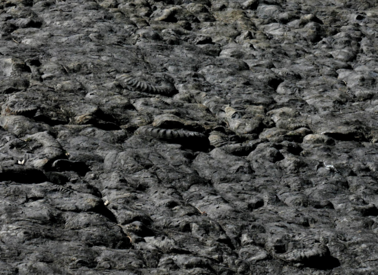 Die Ammoniten haben ja vor langer Zeit im Meer gelebt, und jetzt ist der Meeresgrund, auf dem sie einmal lagen, mitten in den Bergen.  Du kannst ja mal schauen, wie viele Ammoniten Du auf den Fotos erkennen kannst. Die meisten sind in Wirklichkeit etwa so groß wie ein Teller.