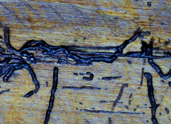 Ich schicke euch ein bisschen Holzwurmkunst. Dieses Bild heißt: „Holzwurm hat versucht, eine Ameise zu malen.“ Vielleicht hat der Holzwurm noch nie eine Ameise gesehen. 
Aber nun muss ich euch erst mal die Geschichte dazu erzählen. Vor einigen Jahren haben wir in Frankreich ein paar Tage in einem ganz alten Bauernhof gewohnt. Er hat früher zu einem Kloster gehört. Die Möbel in dem Haus, waren auch sehr alt.  Nun gibt es jemanden, der schrecklich gern altes Holz futtert, und das sind die Holzwürmer. 
Als ich an einem Regentag ein bisschen malen wollte, fiel mein Blick auf den alten Schrank und ich dachte: die Holzwürmer können eigentlich auch ganz gut malen. Dann machte ich ein paar Fotos von den Bildern.